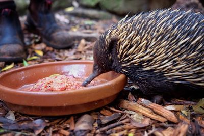 Close-up of porcupine eating food