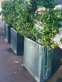 Potted plant on footpath by street in city