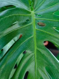 Close-up of wet leaves