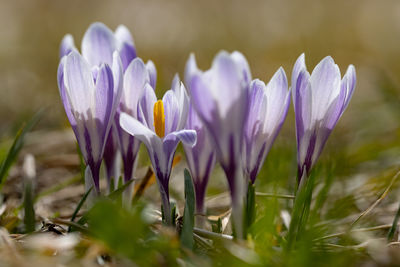 Close-up of purple crocus flowers on field