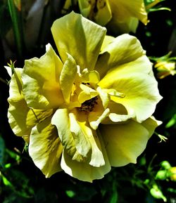 Close-up of yellow flowers