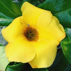 Close-up of yellow flower