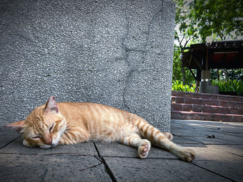 Cat sleeping on footpath