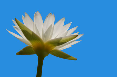 Close-up of white flower against blue sky