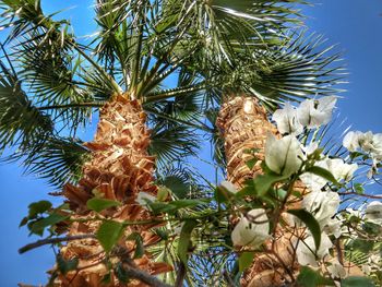 Low angle view of flower tree against sky
