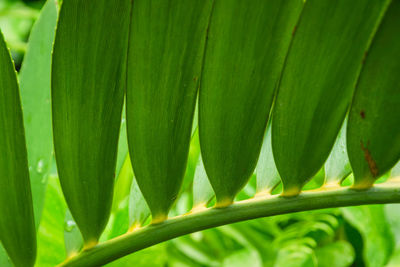 Close-up of fresh green leaves