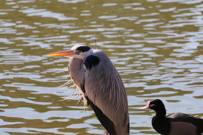 Close-up of gray heron by lake