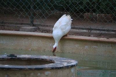 Close-up of seagull