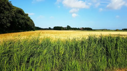 Scenic view of field against sky