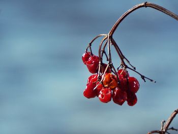 Close-up of wilted berries