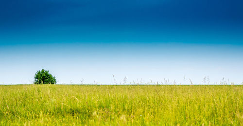 Scenic view of field against clear blue sky