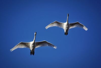 Low angle view of seagulls flying against clear blue sky