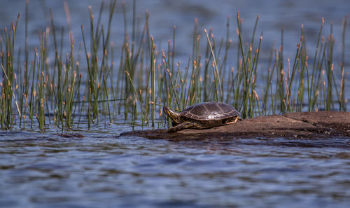 Turtle swimming in lake