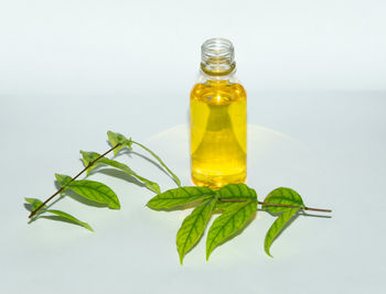 Close-up of green leaves against white background