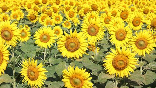 High angle view of yellow flowering plants