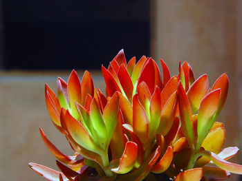 Morning light on house plant