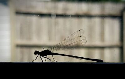 Close-up of damselfly on leaf