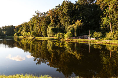 Reflection of trees in water