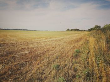 Scenic view of field against sky