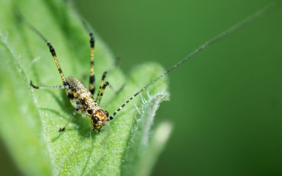 Close-up of spider on plant