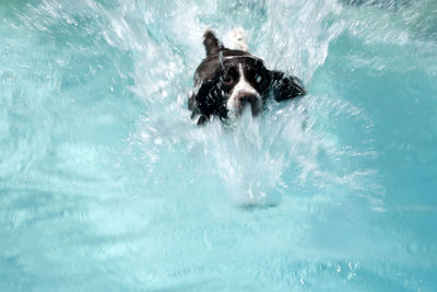 Dog swimming in pool