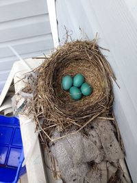 Close-up of eggs in nest