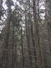 View of trees in forest