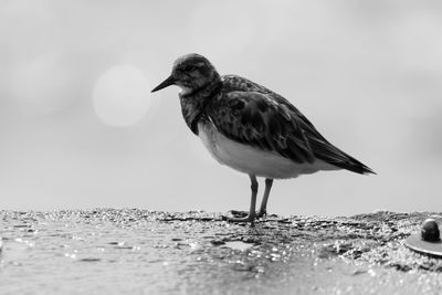 Close-up of sandpiper on wet retaining wall