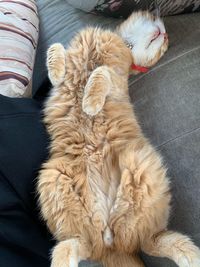 High angle view of cat relaxing on sofa