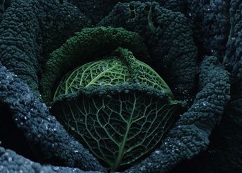 Close-up of green leaf on plant