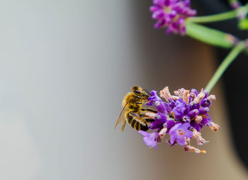 Close-up of bee pollinating on purple flower