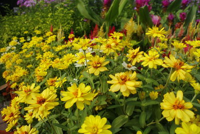 Close-up of yellow flowers blooming in field