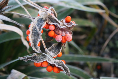 Close-up of berries on tree