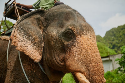Close-up of elephant