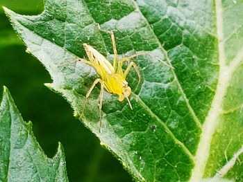 Close-up of spider on leaf