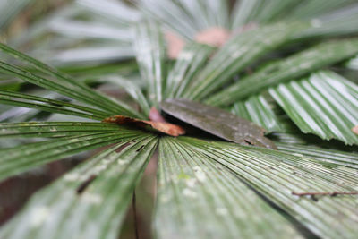 Close-up of palm tree leaves