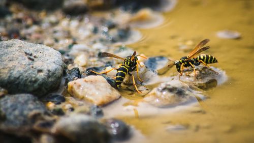 Close-up of insect on rock