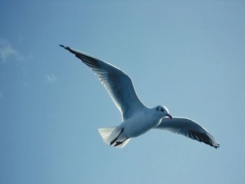 Low angle view of seagull flying against sky