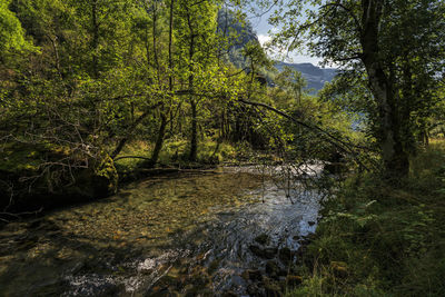 Stream flowing through trees in forest