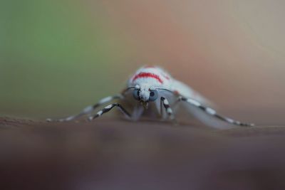 Frontal view of cyana dudgeoni moth