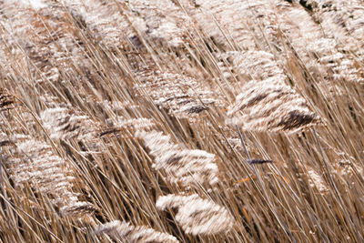 Full frame shot of wheat plants