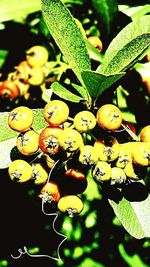 Close-up of leaves on tree