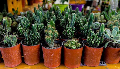 Close-up of potted plants at market stall
