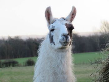 Portrait of horse