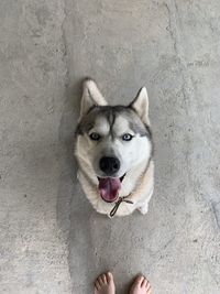 High angle portrait of dog sticking out tongue