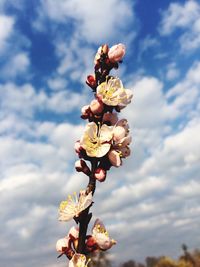 Low angle view of flowers against sky