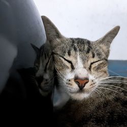 Close-up of cat sleeping