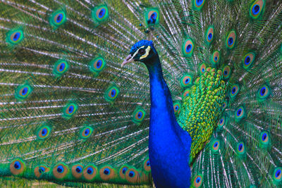 peacock