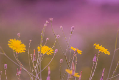 Close-up of yellow flowering plant on field