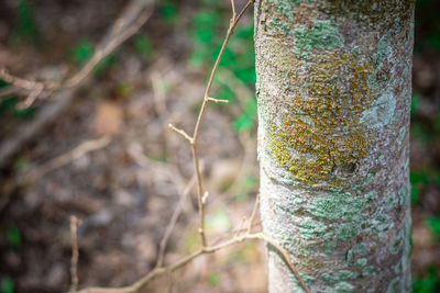 Close-up of tree trunk in forest